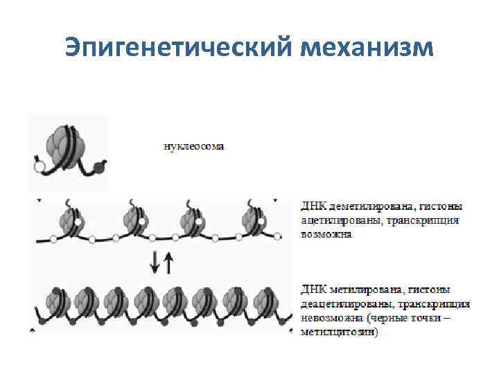Эпигенетический механизм 