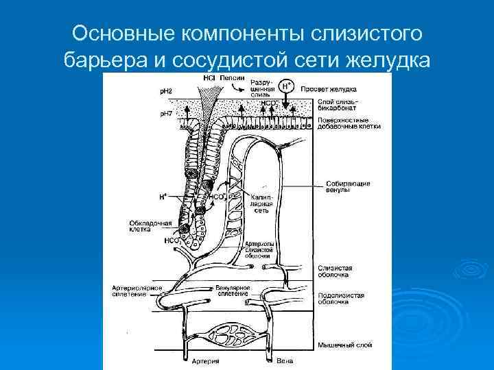 Основные компоненты слизистого барьера и сосудистой сети желудка 