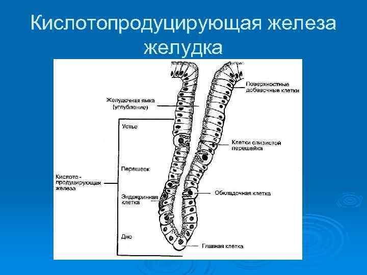 Усиление интенсивности деятельности желез желудка