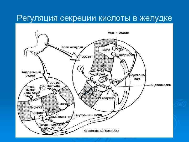 Регуляция секреции кислоты в желудке ин м а ст ги 