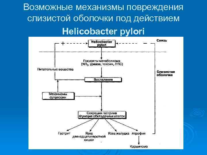 Возможные механизмы повреждения слизистой оболочки под действием Helicobacter pylori 