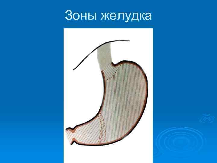 Зоны желудка 
