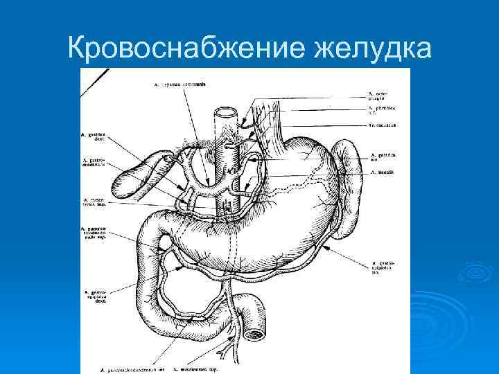 Кровоснабжение желудка анатомия схема