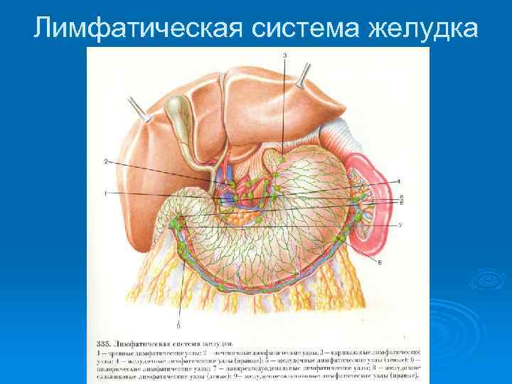 Лимфатическая система желудка 