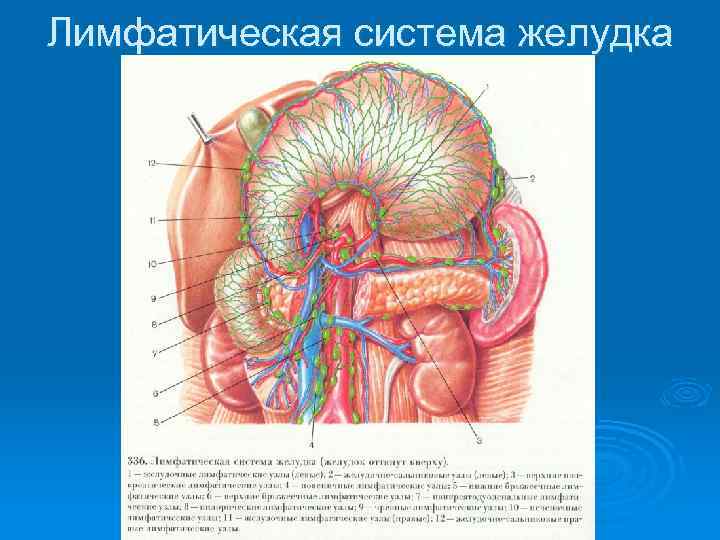 Лимфатическая система желудка 