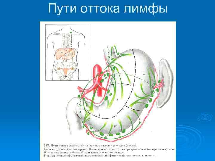 Отток лимфы. Пути оттока лимфы. Пути оттока лимфы от областей тела. Схема оттока лимфы. Путь оттока лимфы схема.