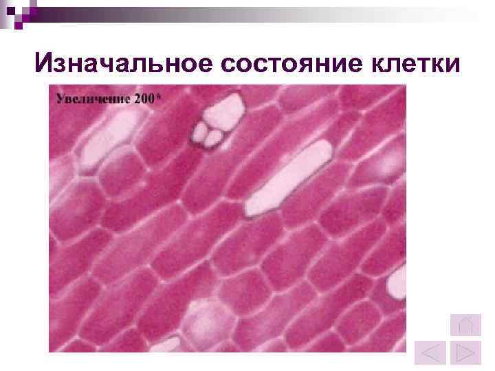 Изначальное состояние клетки 