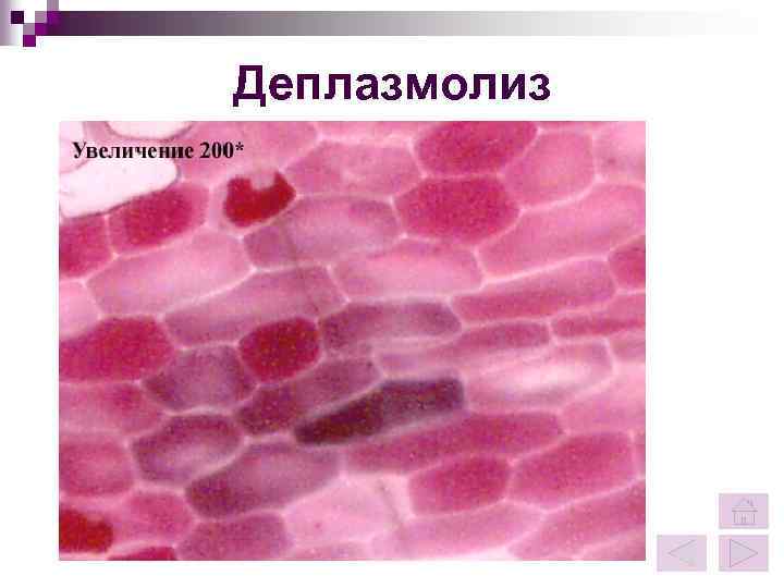 Деплазмолиз 