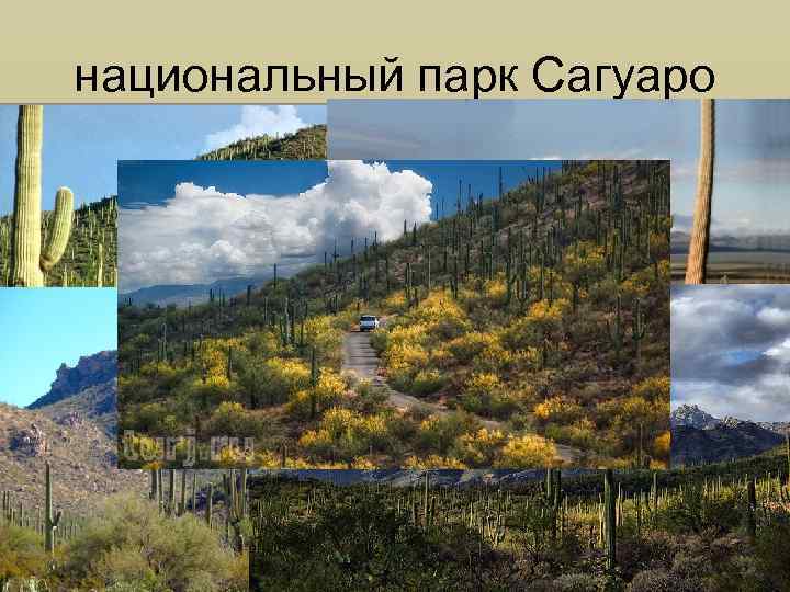 национальный парк Сагуаро 