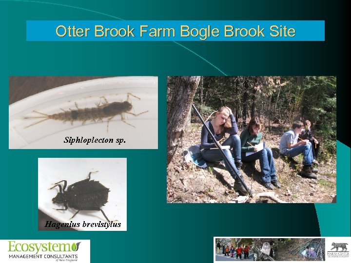 Otter Brook Farm Bogle Brook Site Siphloplecton sp. Hagenius brevistylus 