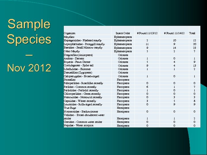 Sample Species – Nov 2012 Organism Mayflies Heptageniidae - Flathead mayfly Leptophlebiidae - Pronggill