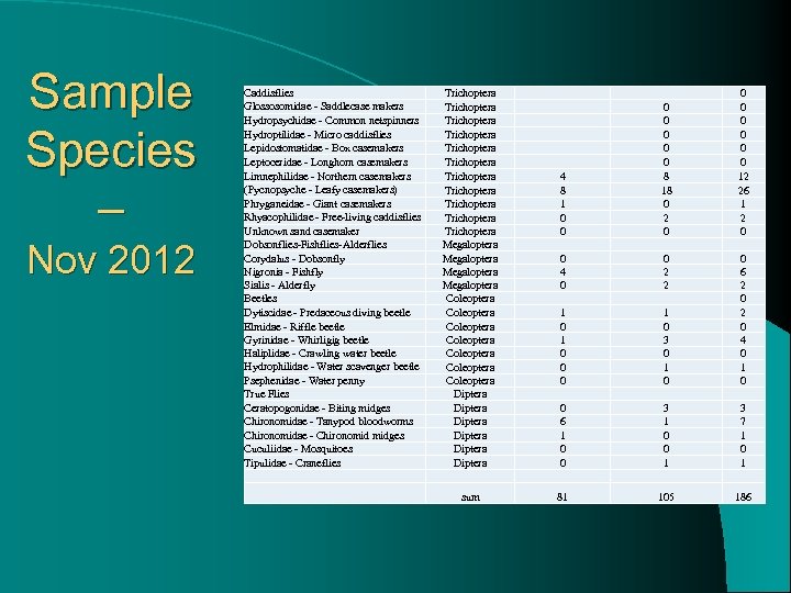Sample Species – Nov 2012 Caddisflies Glossosomidae - Saddlecase makers Hydropsychidae - Common netspinners