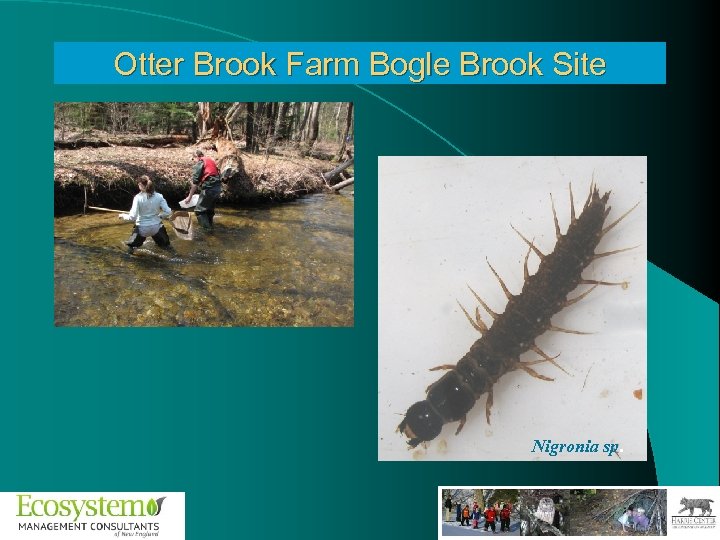 Otter Brook Farm Bogle Brook Site Nigronia sp. 