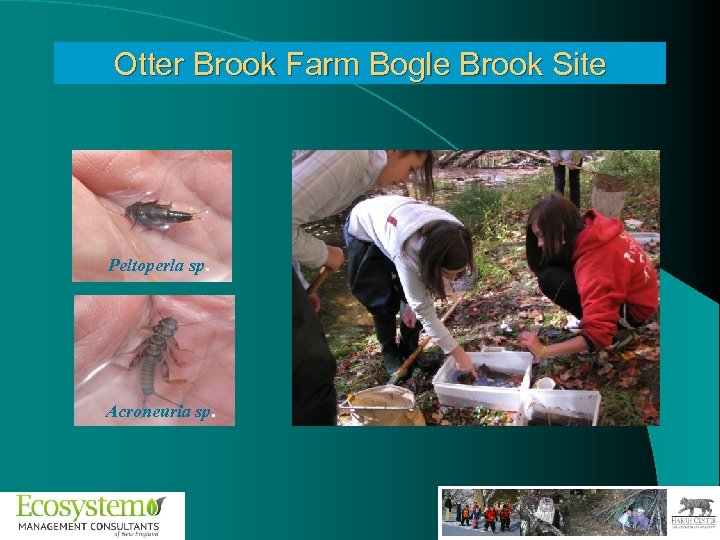 Otter Brook Farm Bogle Brook Site Peltoperla sp. Acroneuria sp. 