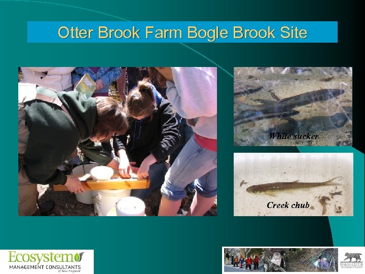 Otter Brook Farm Bogle Brook Site White sucker Creek chub 