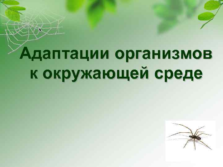 Адаптации организмов к окружающей среде 