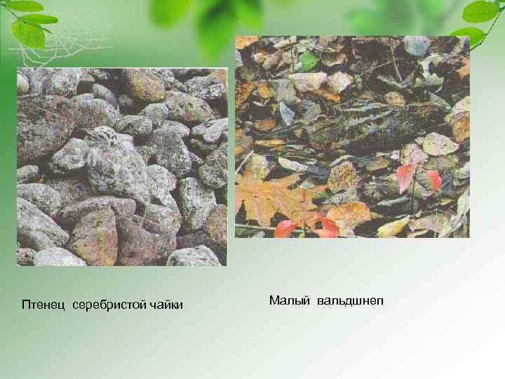 Птенец серебристой чайки Малый вальдшнеп 