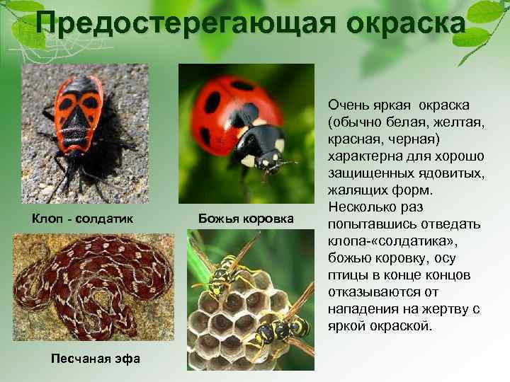 Предостерегающая окраска Клоп - солдатик Песчаная эфа Божья коровка Очень яркая окраска (обычно белая,