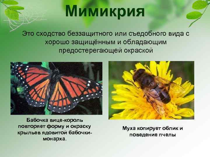 Мимикрия Это сходство беззащитного или съедобного вида с хорошо защищённым и обладающим предостерегающей окраской