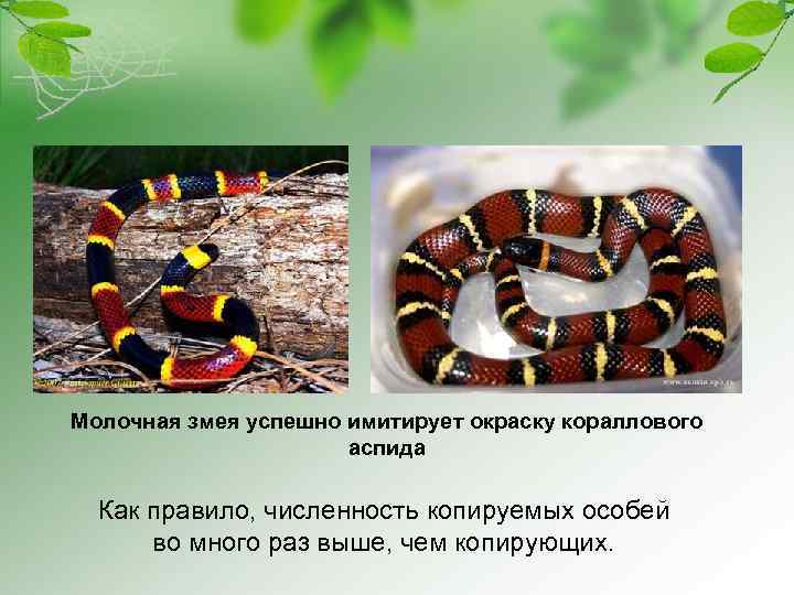 Молочная змея успешно имитирует окраску кораллового аспида Как правило, численность копируемых особей во много
