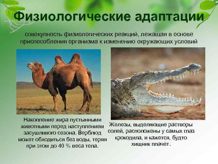 Физиологические адаптации совокупность физиологических реакций, лежащая в основе приспособления организма к изменению окружающих условий