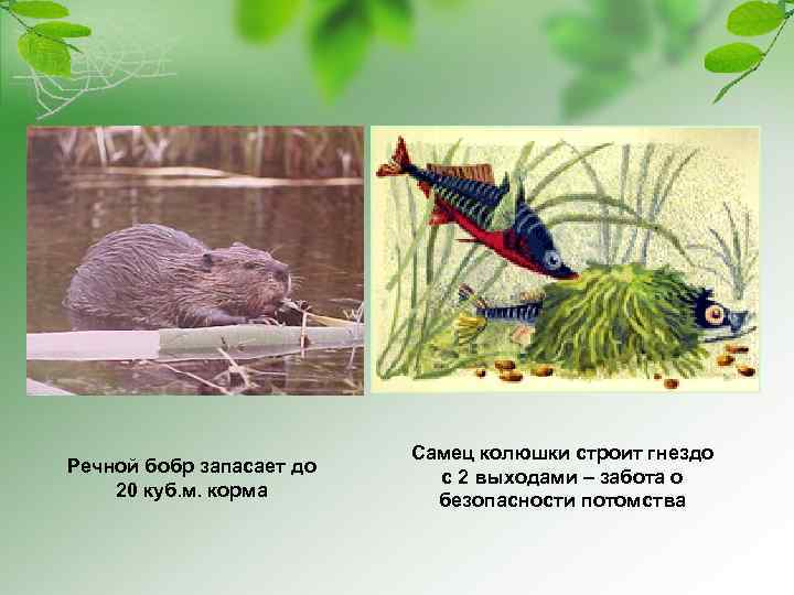 Речной бобр запасает до 20 куб. м. корма Самец колюшки строит гнездо с 2