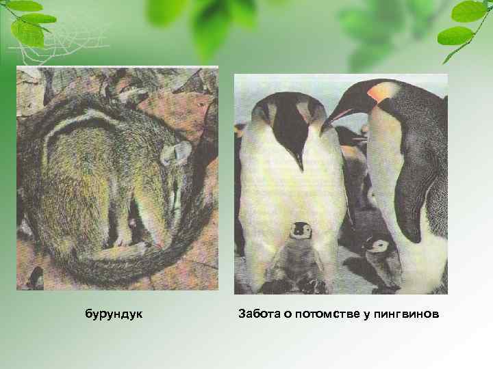 бурундук Забота о потомстве у пингвинов 