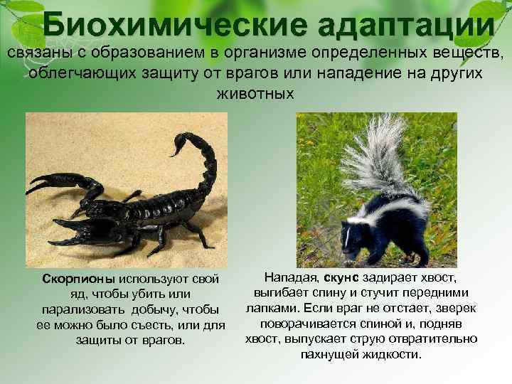 Биохимические адаптации связаны с образованием в организме определенных веществ, облегчающих защиту от врагов или