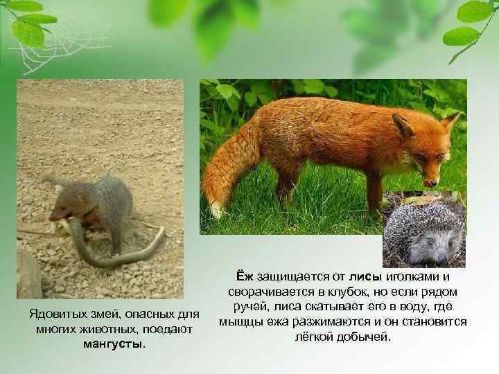 Ядовитых змей, опасных для многих животных, поедают мангусты. Ёж защищается от лисы иголками и