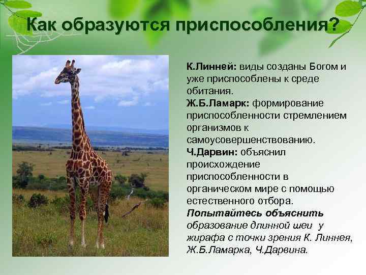 Как образуются приспособления? К. Линней: виды созданы Богом и уже приспособлены к среде обитания.