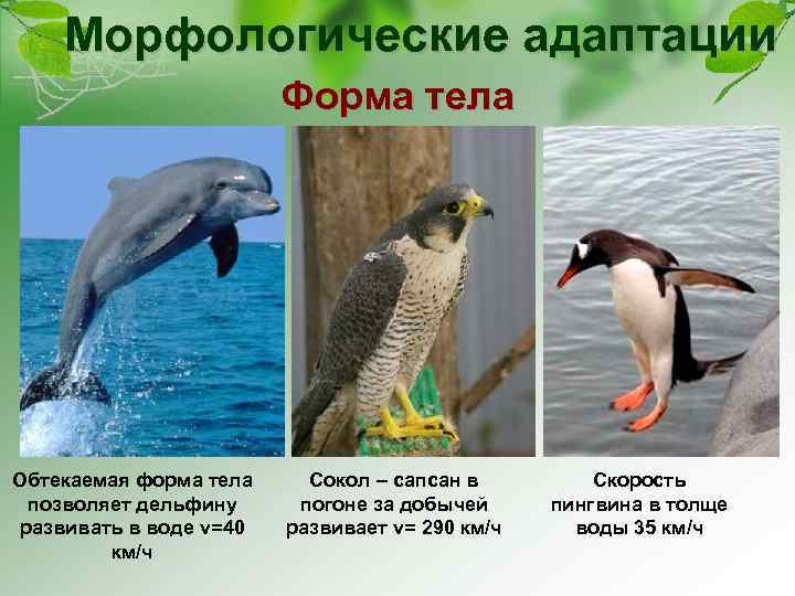 Морфологические адаптации Форма тела Обтекаемая форма тела позволяет дельфину развивать в воде v=40 км/ч