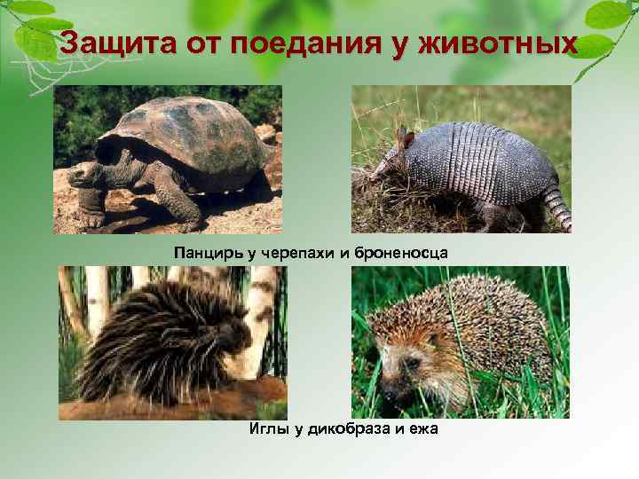 Защита от поедания у животных Панцирь у черепахи и броненосца Иглы у дикобраза и