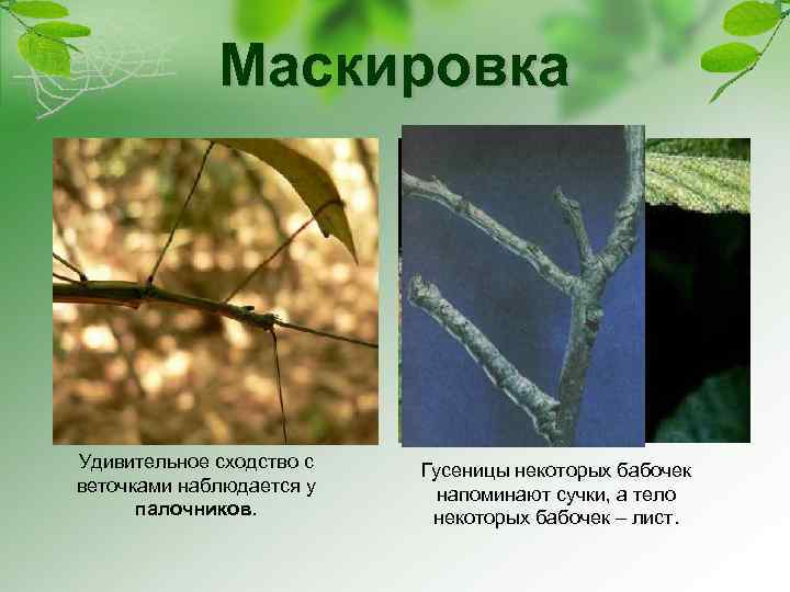 Маскировка Удивительное сходство с веточками наблюдается у палочников. Гусеницы некоторых бабочек напоминают сучки, а