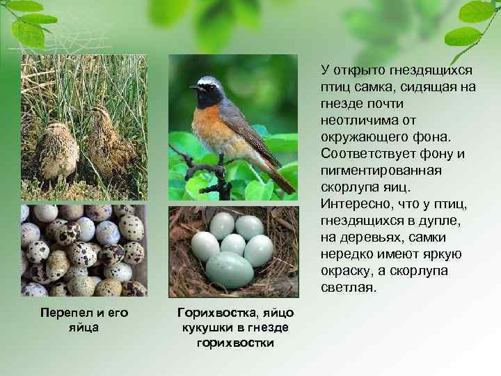 У открыто гнездящихся птиц самка, сидящая на гнезде почти неотличима от окружающего фона. Соответствует