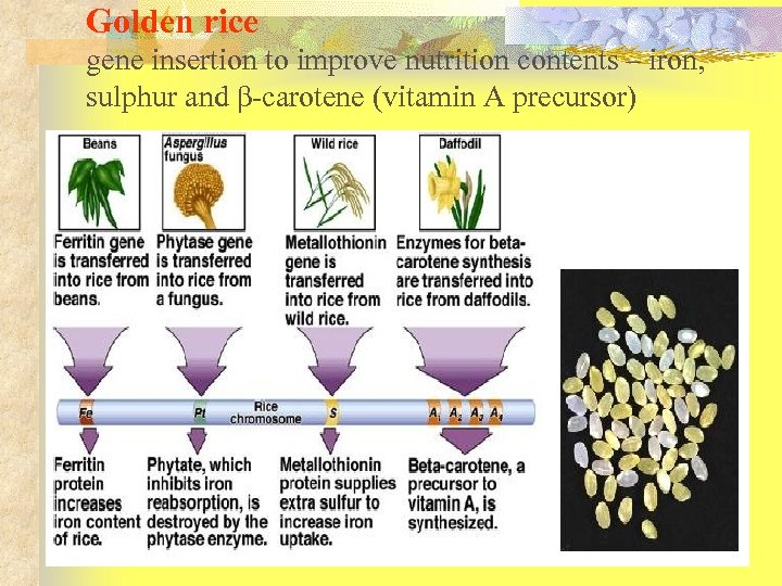 Golden rice gene insertion to improve nutrition contents – iron, sulphur and β-carotene (vitamin