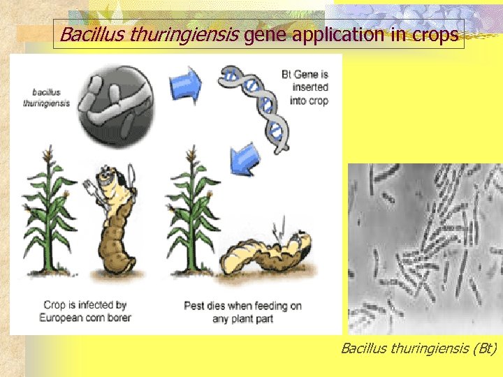 Bacillus thuringiensis gene application in crops Bacillus thuringiensis (Bt) 