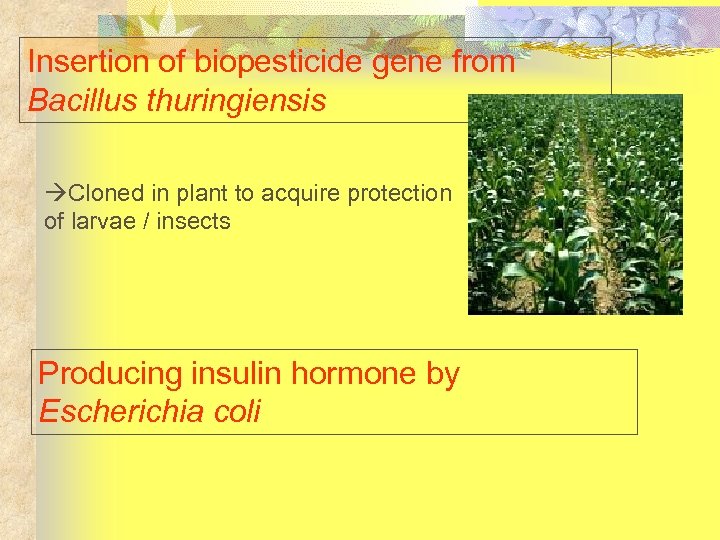 Insertion of biopesticide gene from Bacillus thuringiensis Cloned in plant to acquire protection of