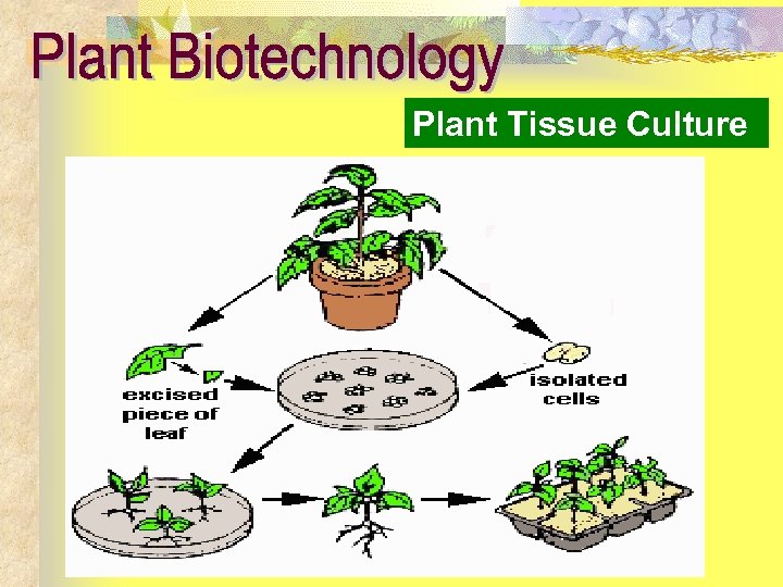 Plant Tissue Culture 