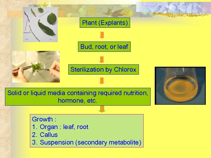 Plant (Explants) Bud, root, or leaf Sterilization by Chlorox Solid or liquid media containing