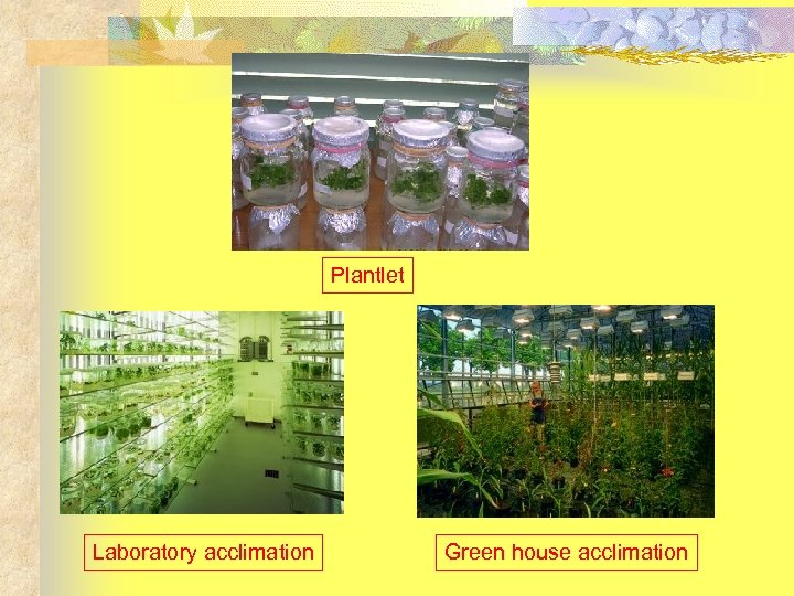 Plantlet Laboratory acclimation Green house acclimation 