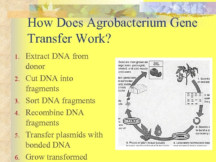 How Does Agrobacterium Gene Transfer Work? 1. 2. 3. 4. 5. 6. Extract DNA