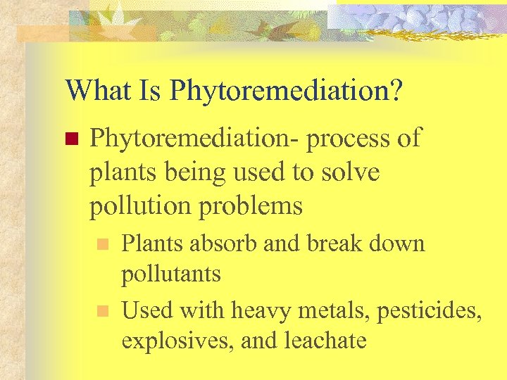 What Is Phytoremediation? n Phytoremediation- process of plants being used to solve pollution problems