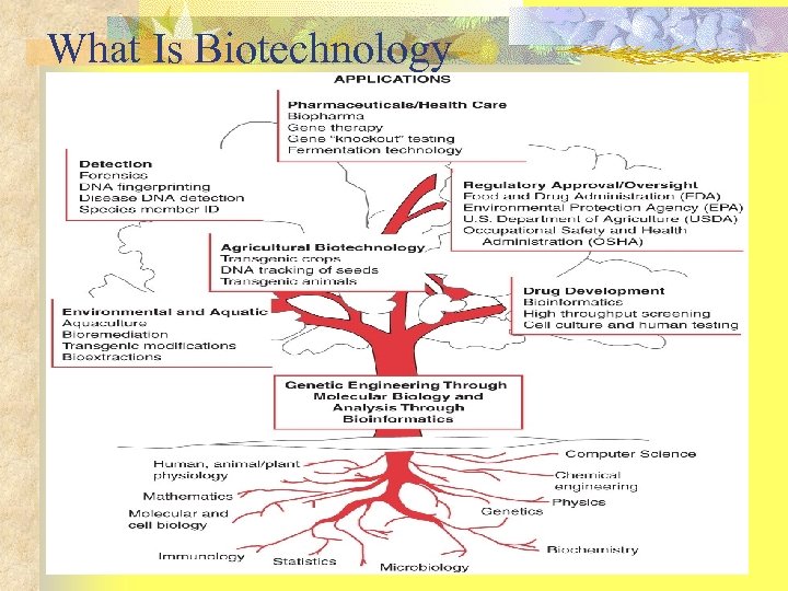 What Is Biotechnology 