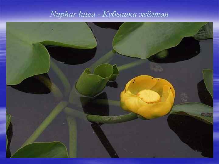 Nuphar lutea - Кубышка жёлтая 