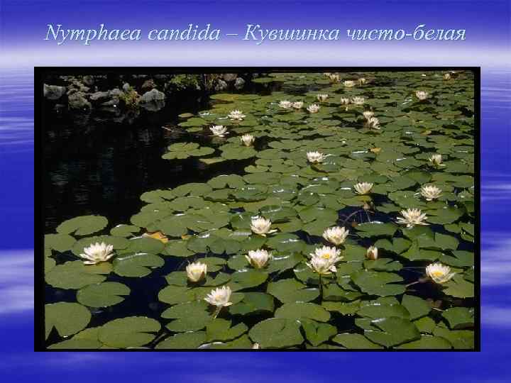 Nymphaea candida – Кувшинка чисто-белая 