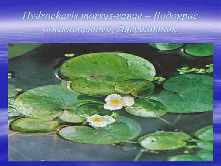 Hydrocharis morsus-ranae – Водокрас обыкновенный, Лягушатник 