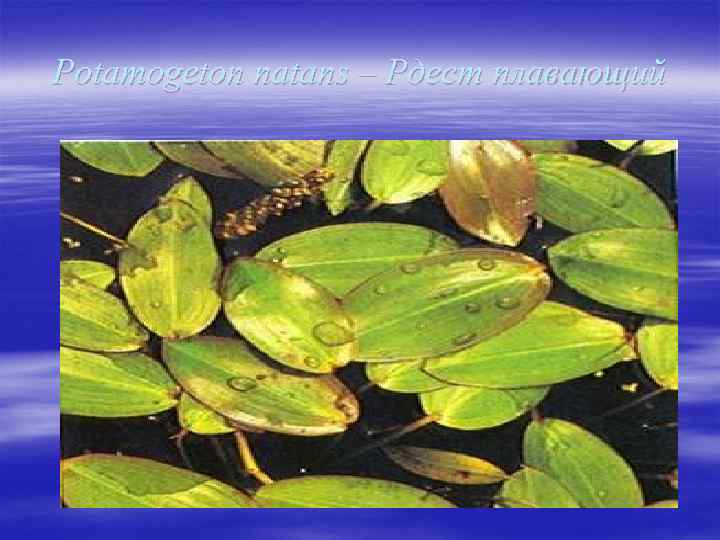 Potamogeton natans – Рдест плавающий 