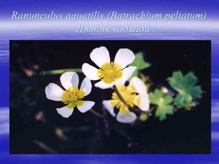 Ranunculus aquatilis (Batrachium peltatum) – Лютик водяной 