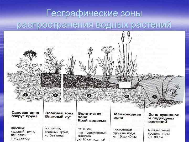 Географические зоны распространения водных растений 