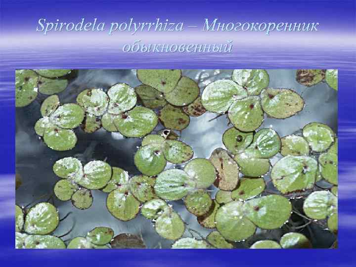 Spirodela polyrrhiza – Многокоренник обыкновенный 